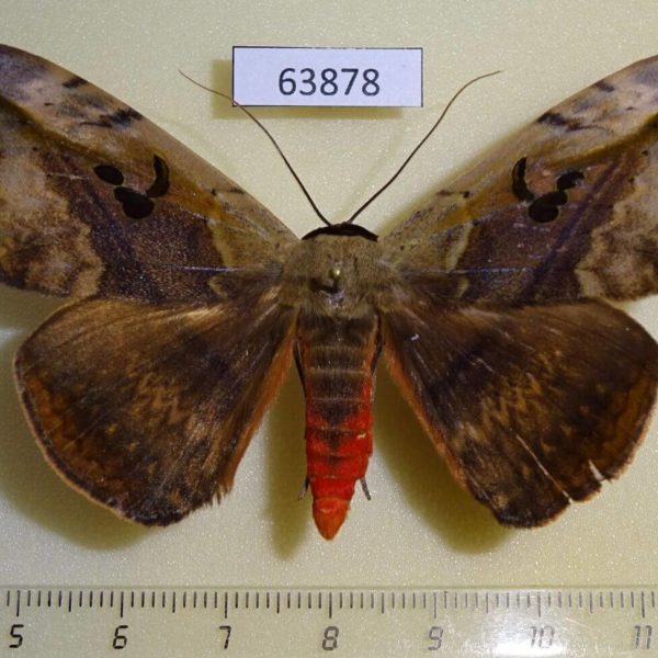 Noctuidae Hypopyra vespertilio Thailand