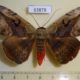 63878p Noctuidae Hypopyra vespertilio Thailand $8