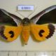 63883p Noctuidae Eudocima salaminia Thailand $8