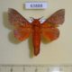 63888p Lasiocampidae Alompra roepkei Thailand $8