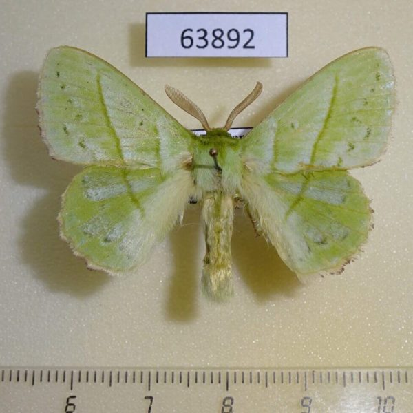 Lasiocampidae Trabala shiva Thailand
