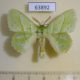 63892p Lasiocampidae Trabala shiva Thailand $10