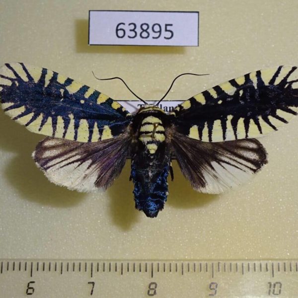 Noctuidae Apsarasa radians f Thailand