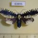 63895p Noctuidae Apsarasa radians f Thailand $30