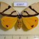 63897p Lymantridae Numenes siletti f Thailand $18