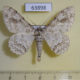 63898p Geometridae Cusiala boarmoides Thailand $5