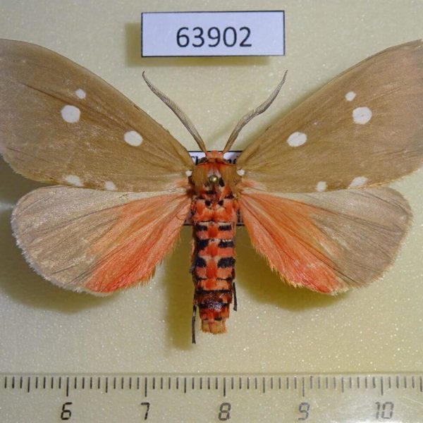Noctuidae Tinolius eburneigutta Thailand