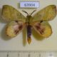 63904p Lasiocampidae Radhica elisabethae Thailand $10