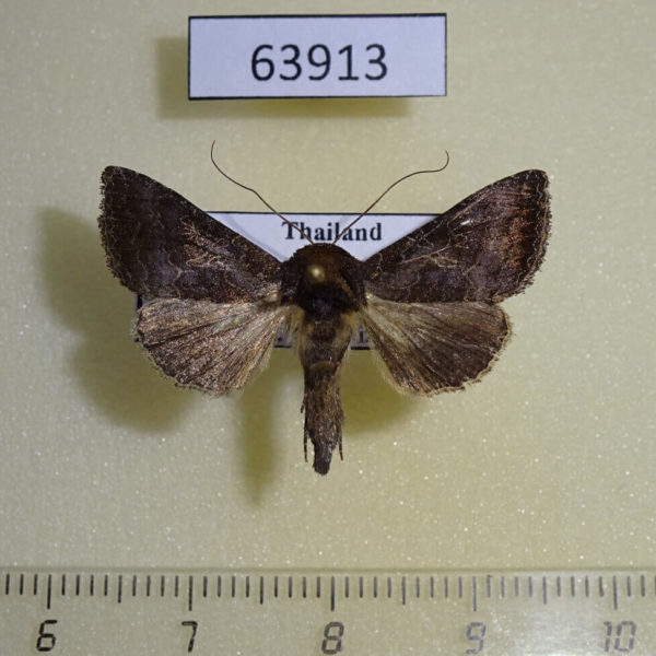 Noctuidae Thysanoplusia reticulata Thailand