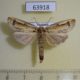 63918p Notodontiidae Niganda radialis Thailand $8