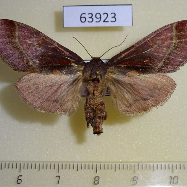 Pyralidae Sacada inordinata f Thailand