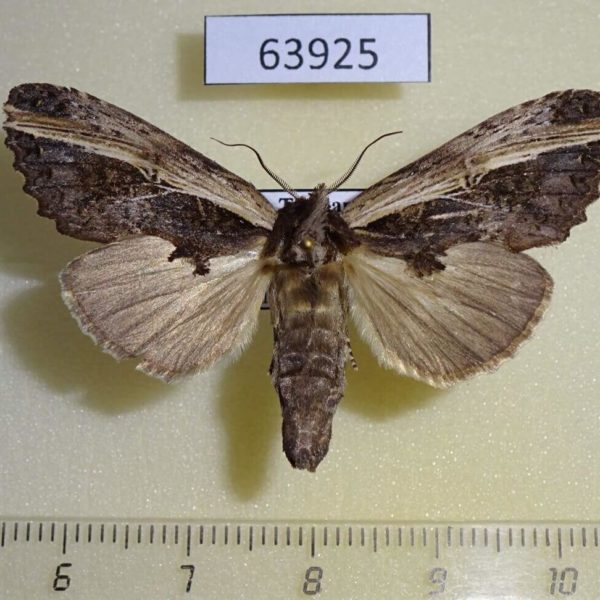 Notodontiidae Allata benderi f Thailand
