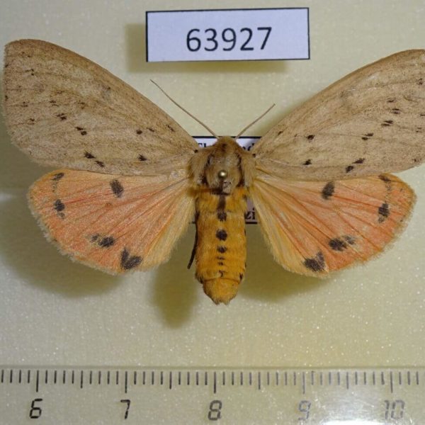 Arctiidae Spilosoma strigatula f Thailand