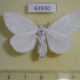 63930p Lymantridae Leucoma sp. f Thailand $7
