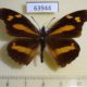 63944p Libytheidae Libythea myrrha Thailand $5