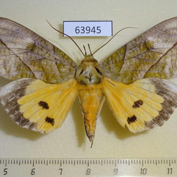 Noctuidae Eudocima hypermnestra Thailand