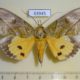 63945p Noctuidae Eudocima hypermnestra Thailand $8