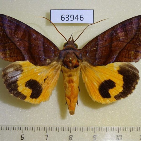 Noctuidae Eudocima homaena Thailand