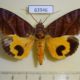 63946p Noctuidae Eudocima homaena Thailand $12