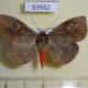 63962p Noctuidae Calesia dasypterus Thailand $15