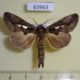 63963p Notodontiidae Allata benderi Thailand $7