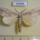 63968p Notodontiidae Periergos genitale Thailand $9