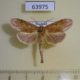 63975p Notodontiidae Pygnella rosacea Thailand $7