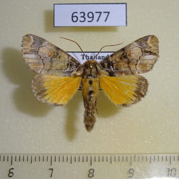 Noctuidae Antitrisuloides catocalina Thailand