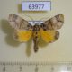 63977p Noctuidae Antitrisuloides catocalina Thailand $12