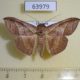 63979p Noctuidae Tiruvaca subcostalis Thailand $7