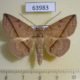 63983p Noctuidae Ugia sundana Thailand $7