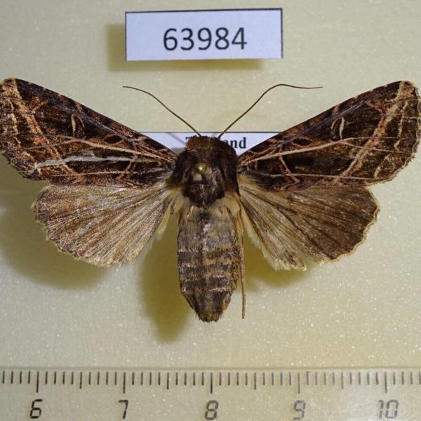 Noctuidae Dictyestra dissectus f Thailand