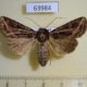 63984p Noctuidae Dictyestra dissectus f Thailand $8