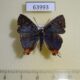 63993p Lycaenidae Cigaritis syama Thailand $5