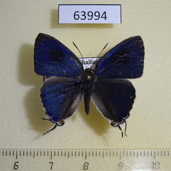 Lycaenidae Hypolycaena erylus himavantus Thailand
