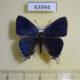 63994p Lycaenidae Hypolycaena erylus himavantus Thailand $8