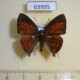 63995p Lycaenidae Rapala pheretima Thailand $8