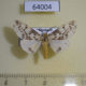 64004p Arctiidae Lemyra maculifascia Thailand $8