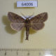 64006p Ramesa bovoculosugens Thailand $8