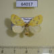 64017p Lymantridae sp. f Thailand $10