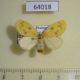 64018p Lymantridae sp. f Thailand $10