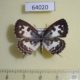 64020p Lycaenidae Castalius rosimon Thailand $6