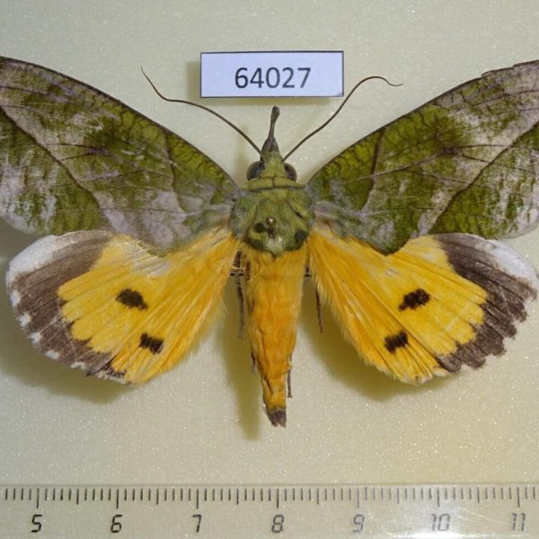 Noctuidae Eudocima hypermnestra Thailand