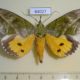 64027p Noctuidae Eudocima hypermnestra Thailand $18