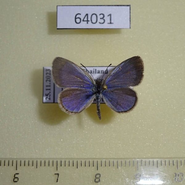 Lycaenidae Zizina otis Thailand