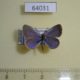 64031p Lycaenidae Zizina otis Thailand $6