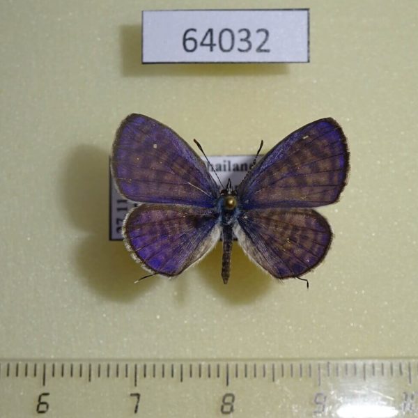 Lycaenidae Leptotes plinius Thailand