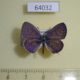 64032p Lycaenidae Leptotes plinius Thailand $7