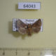 64043p Limacodidae sp. Thailand $6