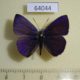 64044p Lycaenidae Anthene emolus emolus Thailand $10